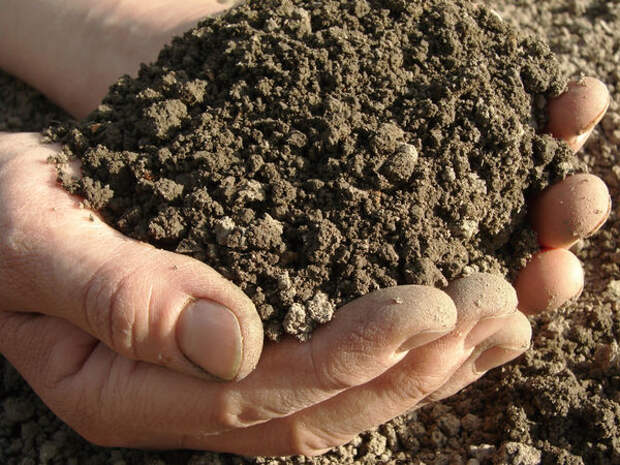 Обычный грунт можно превратить в идеальную почву для рассады