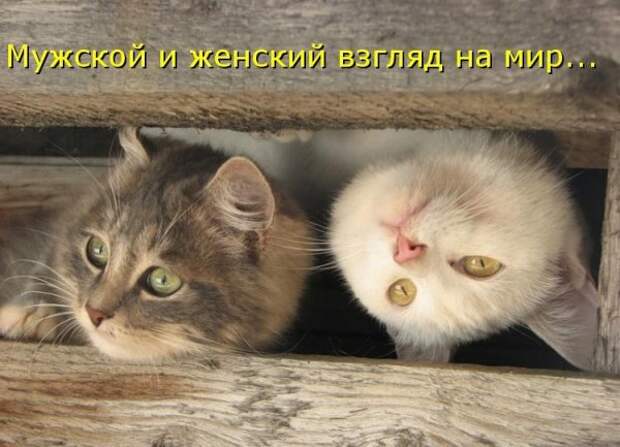 Кото матрица 7