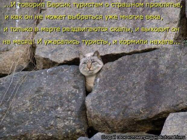 Новая котоматрица для хорошего настроения (33 фото)