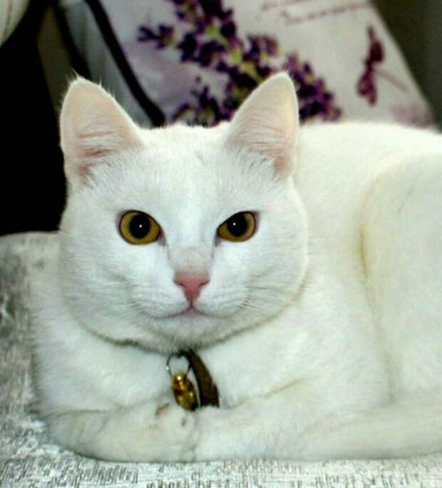 кот нашел дом белый кот рис 3