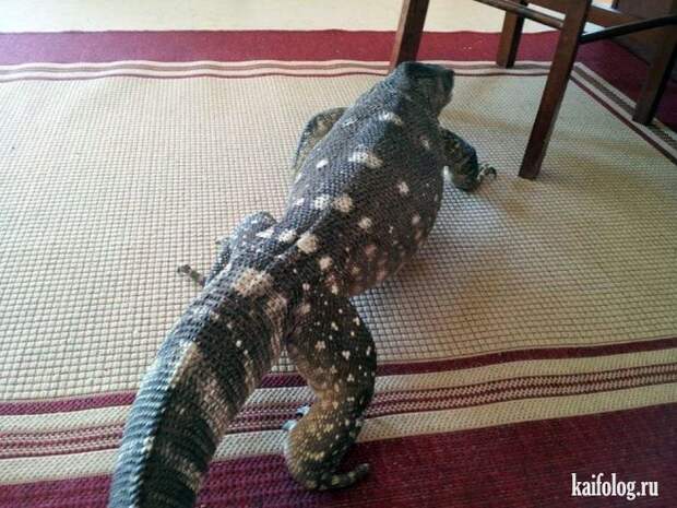 Необычные домашние животные (55 фото) Необычные домашние животные (55 фото)