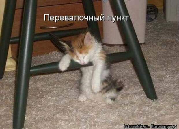 Котоматрица