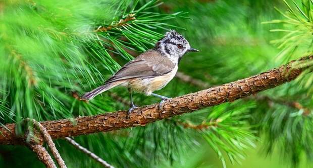 Наблюдение за птицами может изменять мозг и укреплять его защиту от старения