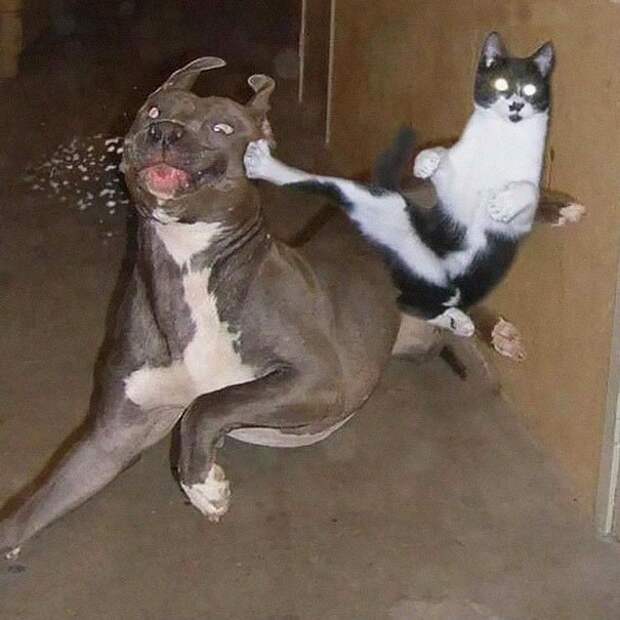 ниндзя кот 