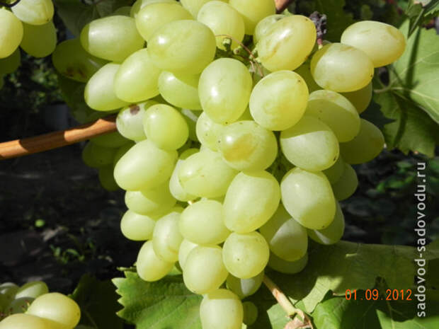 Виноград - болезни винограда и способы их лечения