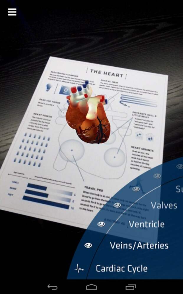 Anatomy2