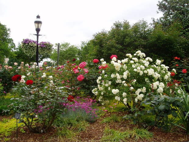 4497432_rosesinparks2 (600x450, 144Kb)