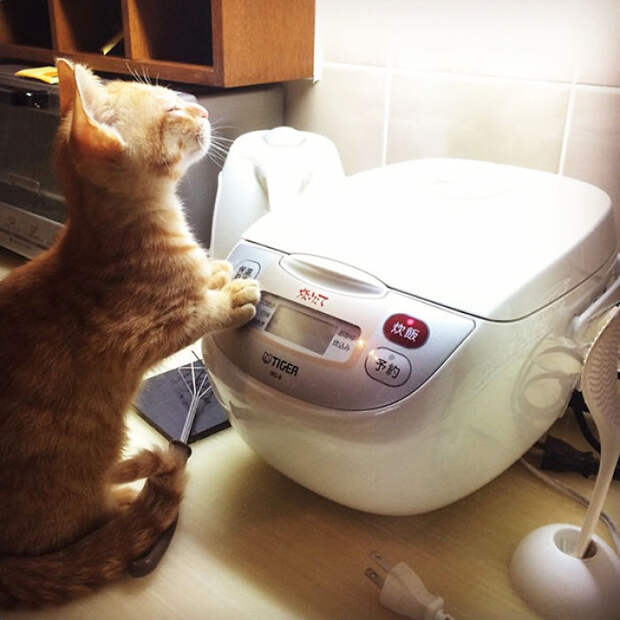My Japanese Cat Loves To Sit Near My Rice Cooker And Enjoy The Steam