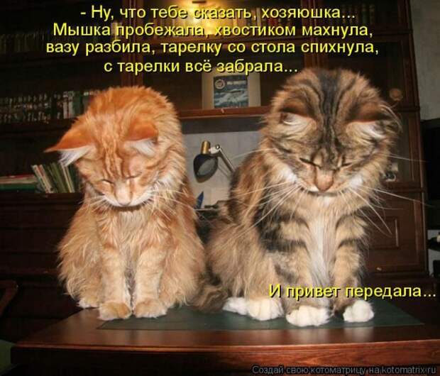 Лучшие котоматрицы недели