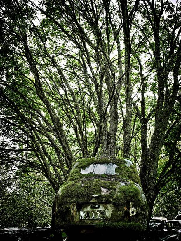 Eerie Images Of Abandoned Cars In Leafy Graveyard