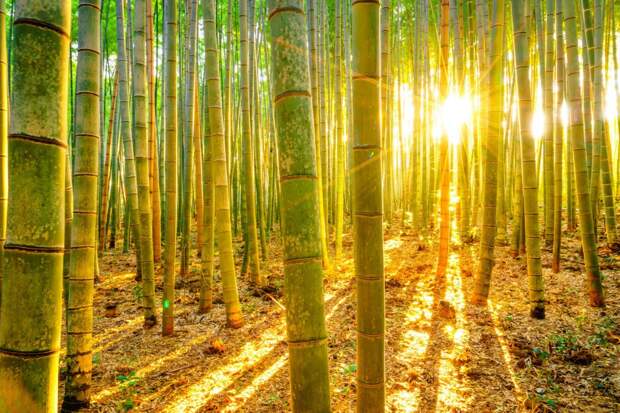 В Китае раскрыли потенциал бамбука в качестве стройматериала и стекла