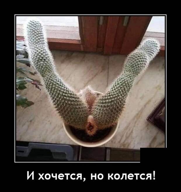 Демотиваторы 28 июля 2021 года