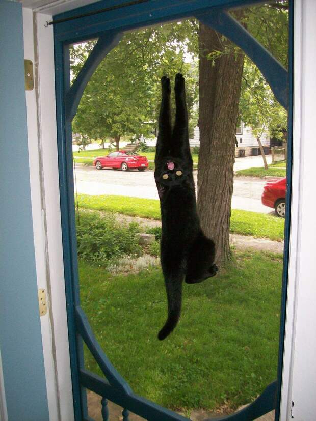 кот висит на дверях