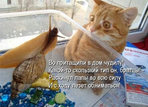 Прикольные коты  (65 фото)