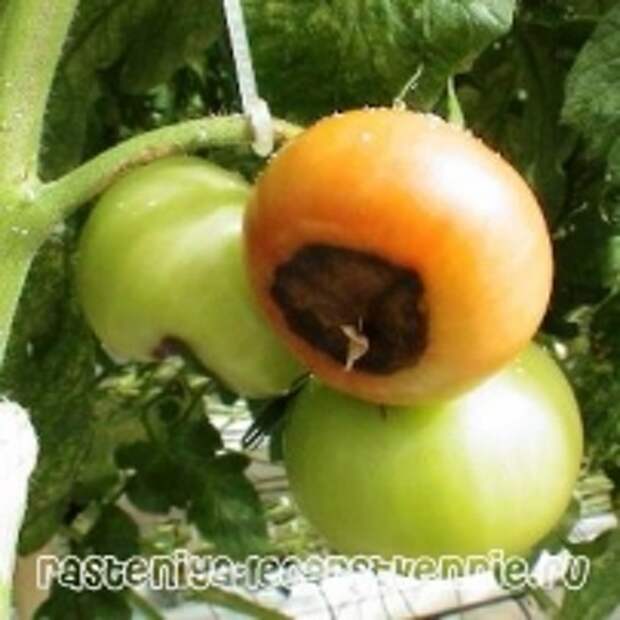 Болезни томатов в теплице и открытом грунте и их лечение