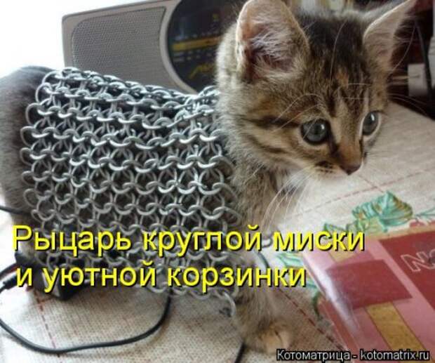 Новая котоматрица (36 фото)
