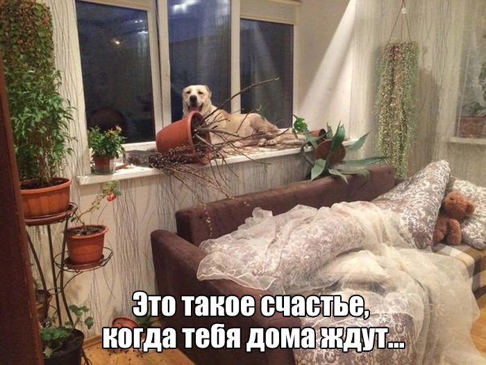 Прикольные картинки