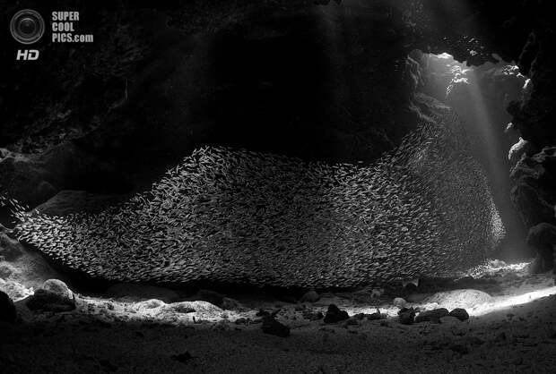 Категория: Wide-angle/Natural Light. 2 место. (Ellen Cuylaerts/UnderwaterPhotography.com)