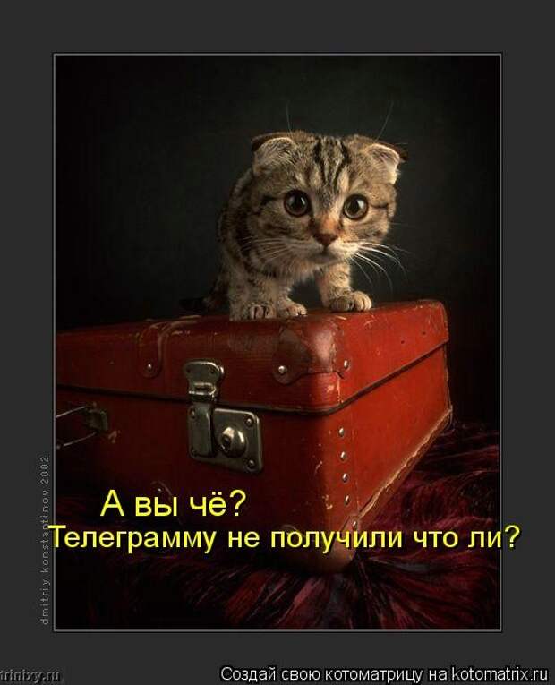 Котоматрица