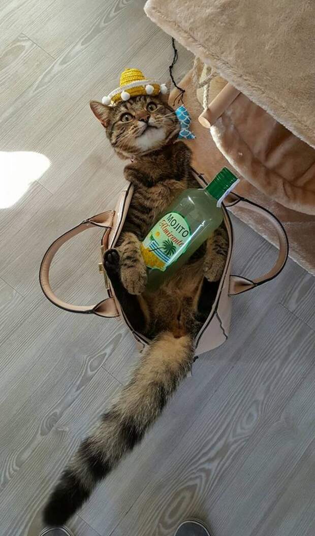 Смешные и забавные кошки
