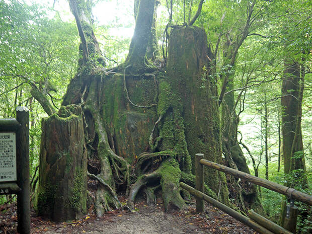 Япония, Якусима, остров, якушима, yakushima, лес, yakusugi land, кедр, мох, поход, зеленый, дерево, пень