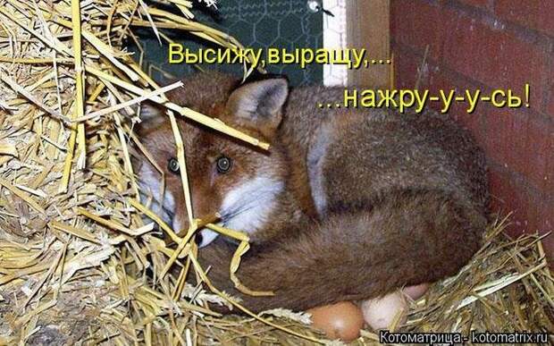 Весёлые котоматрицы - смешные кошки Весёлые котоматрицы - смешные кошки