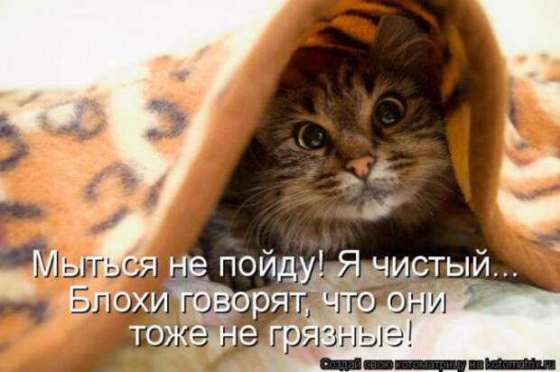 Котоматрицы (забавные картинки с надписями)