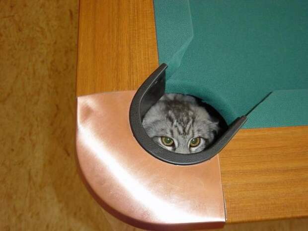 ниндзя кот