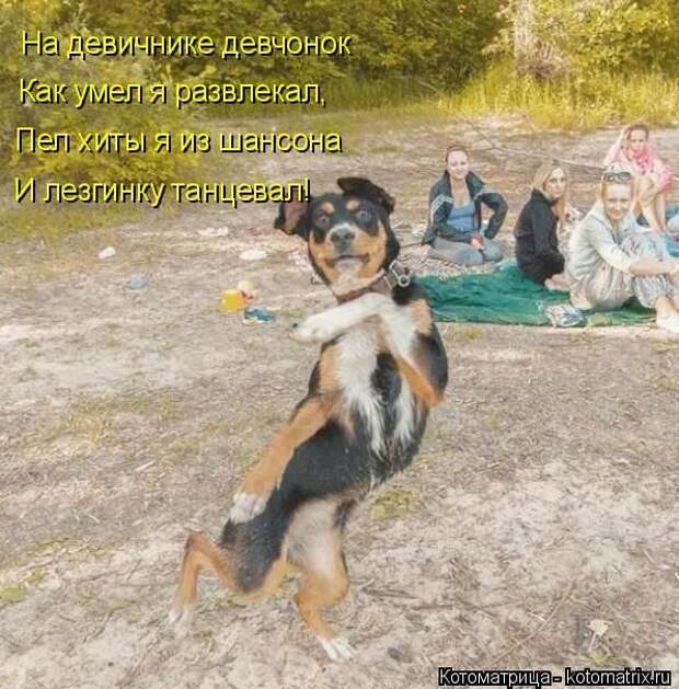 Лучшие котоматрицы недели