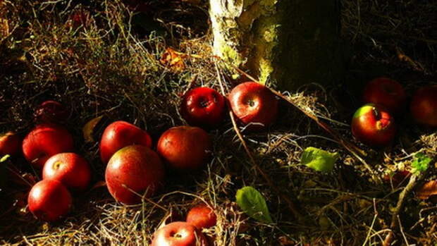 5-apples on the ground