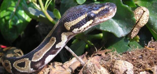 news-python