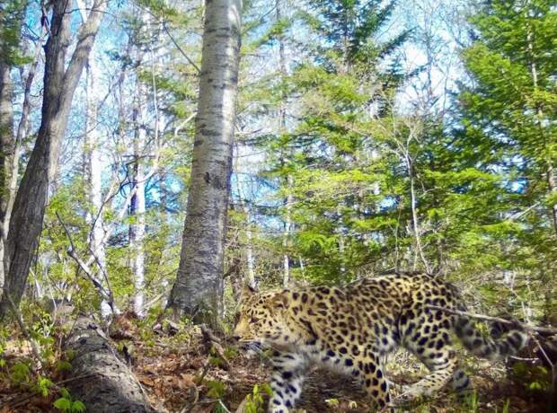 Свидание леопардов в Приморье попало в объектив фотоловушки