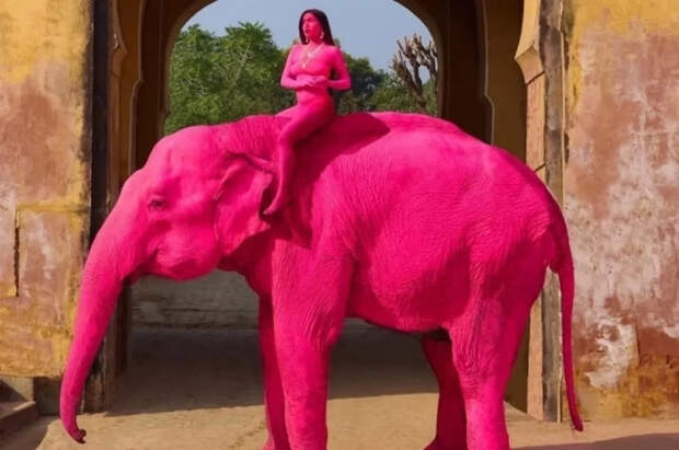 Покрасила в розовый цвет: умер слон после фотосессии с россиянкой