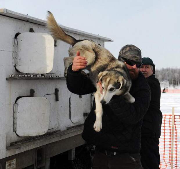 Гонка на собачьих упряжках Iditarod 2013