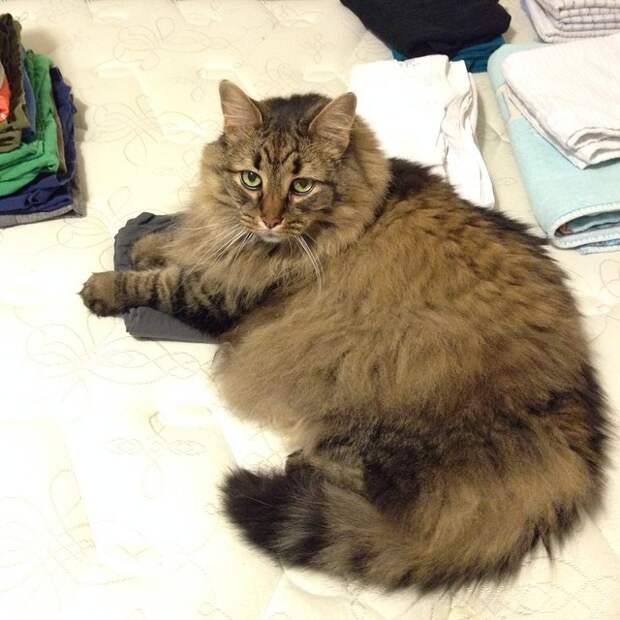 Коты, которые всегда рады помочь своему хозяину коты в неожиданных местах, Коты, которые всегда рады помочь своему хозяину
