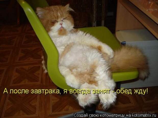 Подборка Котоматриц 2010 - Выпуск 28