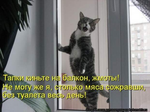 Отличная коллекция котоматриц (25 шт)