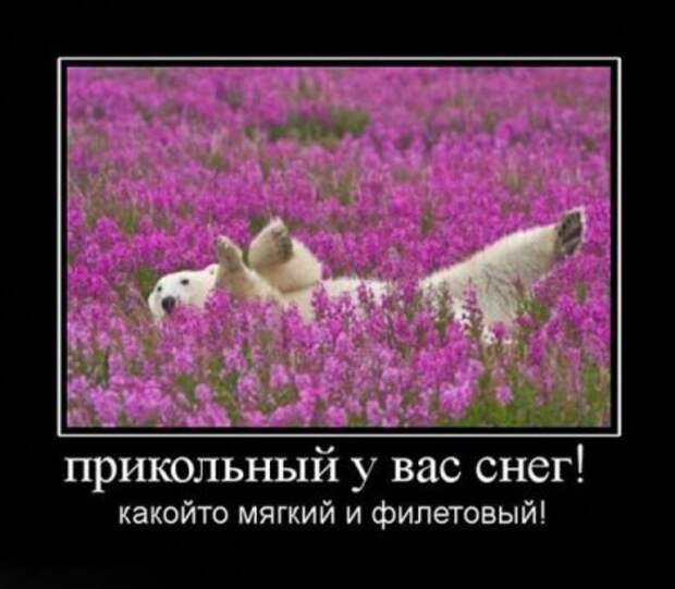 Картинки демотиваторы с приколом.