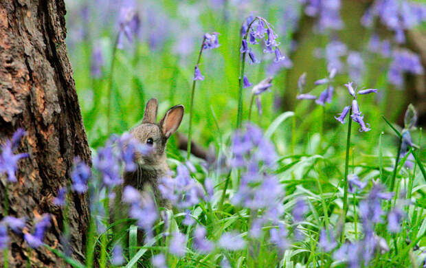 Крольчонок среди колокольчиков в лесу на северо-востоке Англии