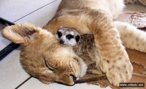 funny_animals_057