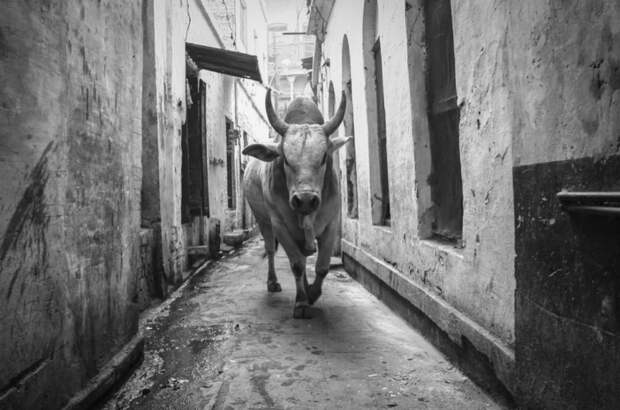 National Geographic: лучшие фотографии июня geographic, national, фотографии