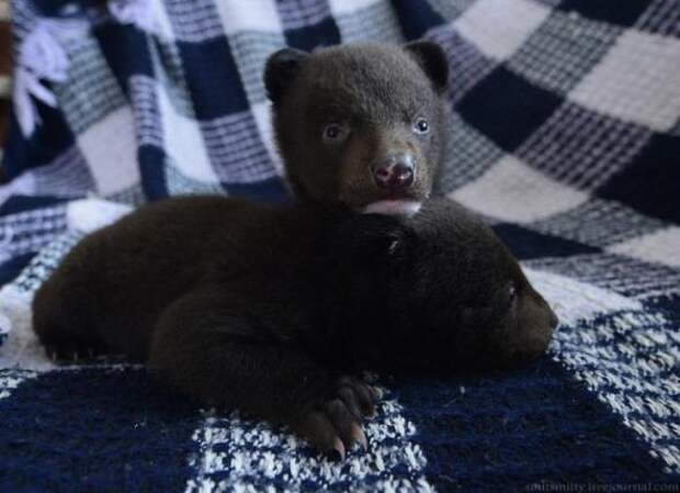 Браконьеры подбросили хабаровским зоозащитникам гималайских медвежат