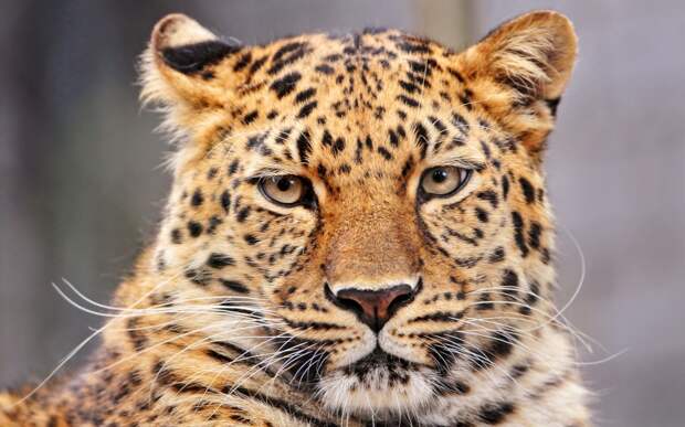 Amur Leopard животных дикая природа леопарды- Картинки 2560x1600