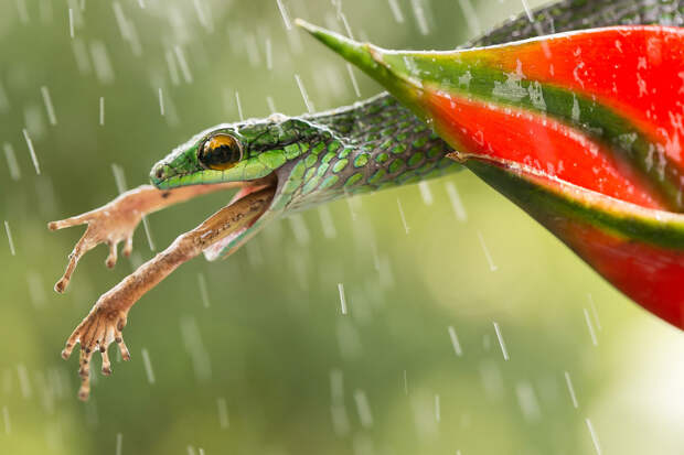 smithsonian-photo-contest-snake-eating-frog