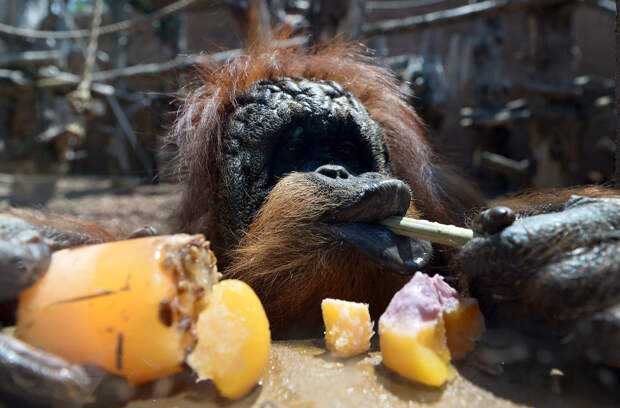 Орангутанг с фруктовым эскимо в римском зоопарке