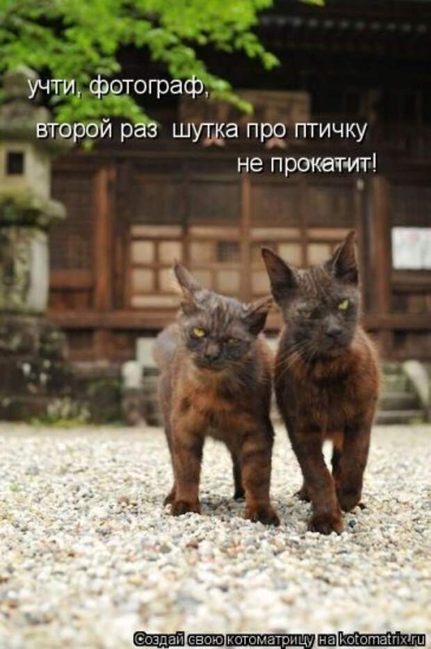 Котоматрица 26