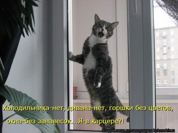 Лучшие котоматрицы недели