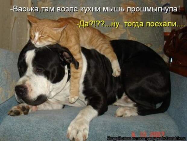 Котоматрица новые за неделю.