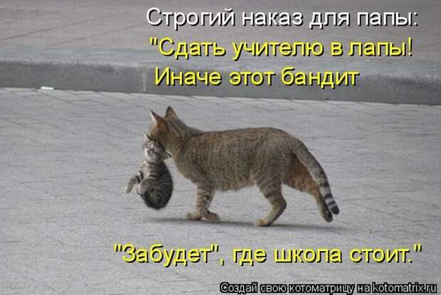 Лучшие котоматрицы недели