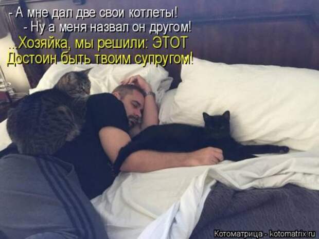 Свежая котоматрица (36 фото)